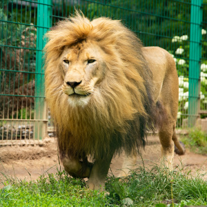 ZOO Leśne Zacisze