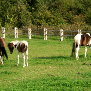 Zamek Rycerski Sobków