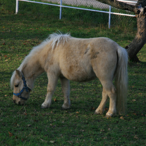 Ośrodek jeździecki "Bilcza"