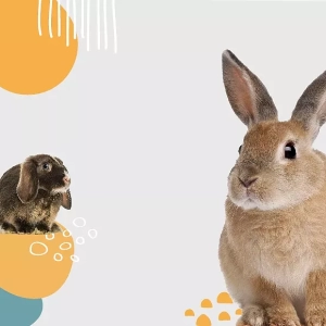 Świętokrzyska Wystawa Królików Rasowych