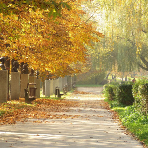 Aleja Sław w Kielcach