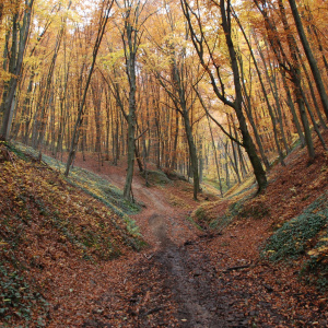 Zgórskie Góry - Lasy Zgórskie
