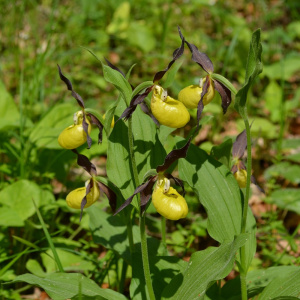 Rezerwat Wroni Dół