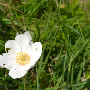 Rezerwat Krzyżanowice