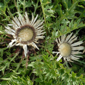 Rezerwat Winiary Zagojskie