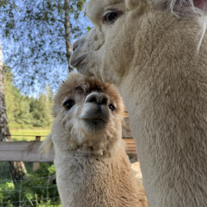 Alpaka Family Therapy