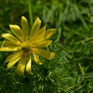 Do rezerwatów Skorocice i Winiary