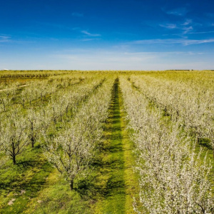 V Szydłowski Festiwal Natury "Kwitnący Szydłów"