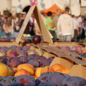 Targ Śliwkowy w Szydłowie