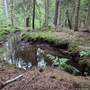 Rezerwat Szynkarka