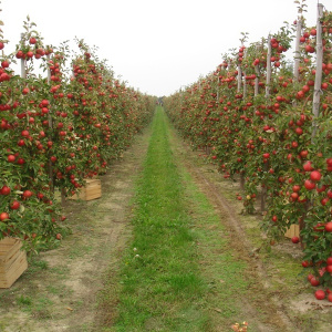 SANDOMIERSKI SZLAK JABŁKOWY – Apetycznie, Artystycznie, Aktywnie