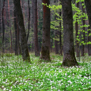 The Cisowsko-Orłowiński Landscape Park – Power of Nature