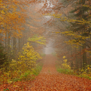 "Deszczową porą" - konkurs fotograficzny