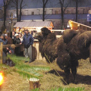 Żywa szopka po raz szósty