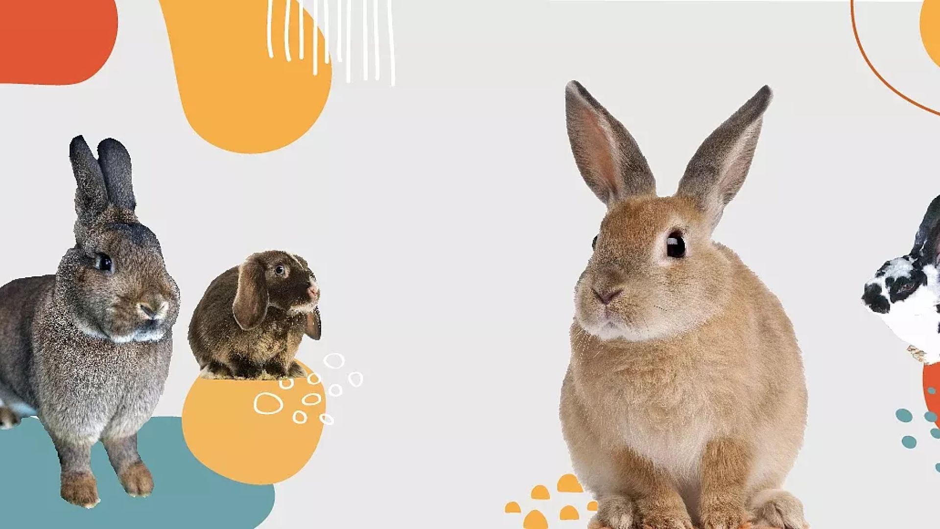 Świętokrzyska Wystawa Królików Rasowych