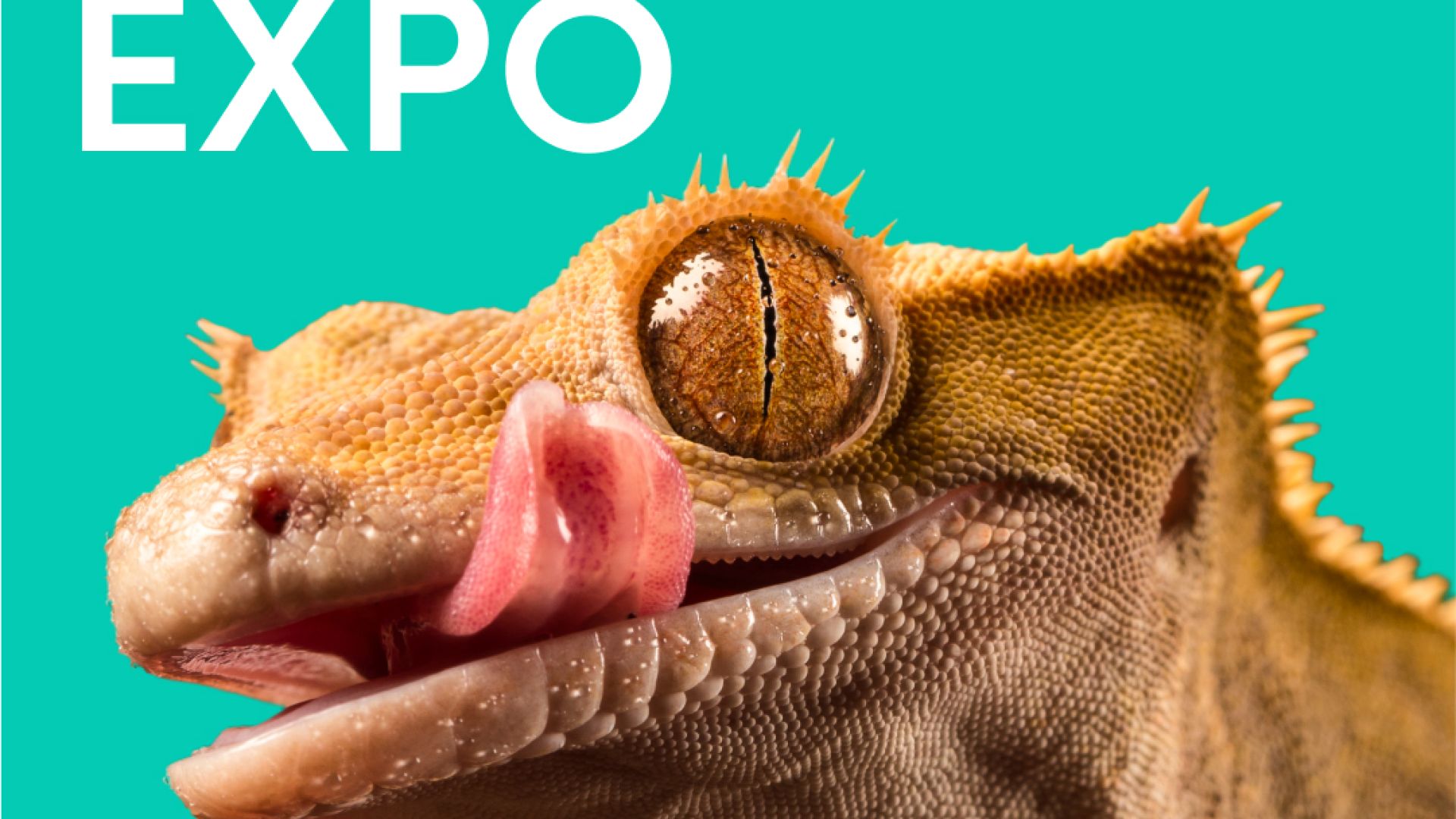 Targi Terrarystyczno-Botaniczne Dragon Expo w Kielcach