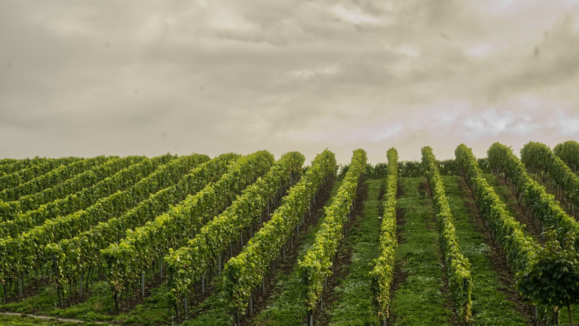 Dni otwartych Winnic  na Sandomierskim Szlaku Winiarskim - edycja majowa
