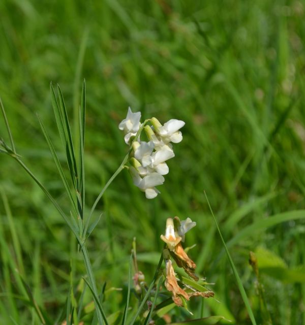 Rezerwat florystyczny Polana Polichno