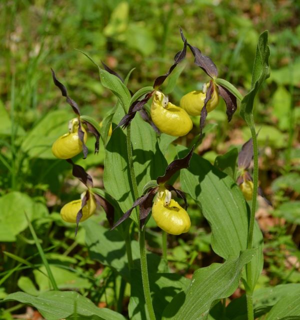 Rezerwat Wroni Dół