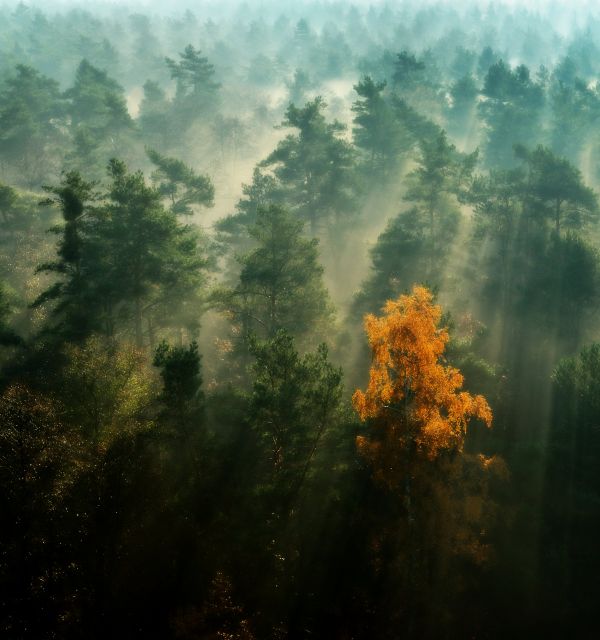 Bliżyńskie Lasy Naturalne