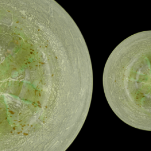Spotkanie "Szkło uranowe fakty i mity" w Kielcach
